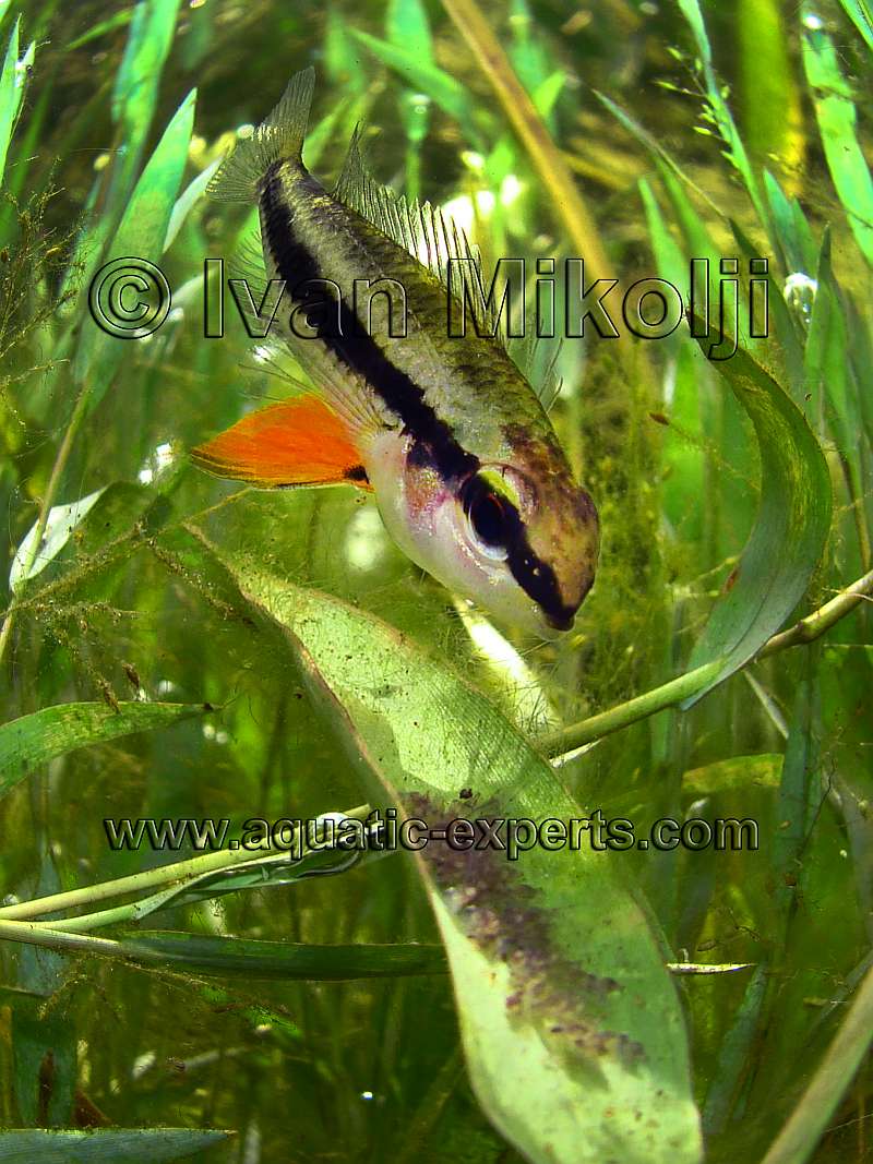 AQUARIUM FISH 41